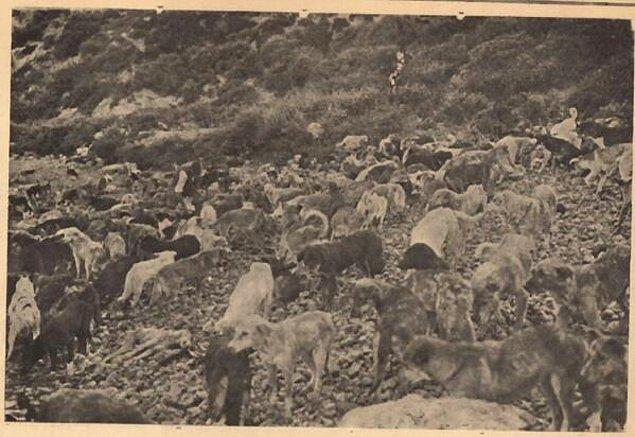 1. Hayırsız Ada faciası memleketimizin gördüğü en insafsız köpek katliamıdır. Başlangıcı 3 Haziran 1910'dur.