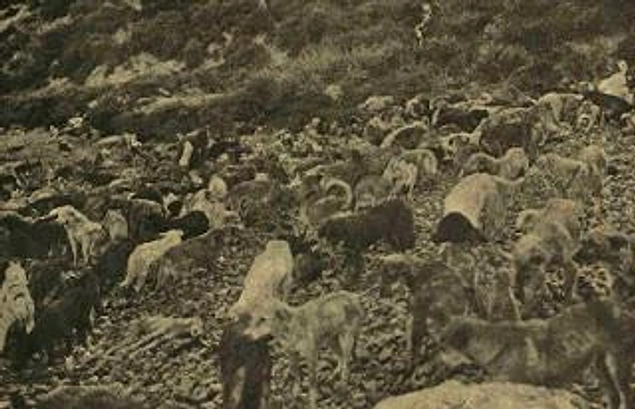 Fransa’dan yanıt gelmeyince hükümet köpeklerin fiyatını indirdi, sonra bedavaya vermeye bile razı oldu ama Fransa'dan çıt çıkmıyordu.