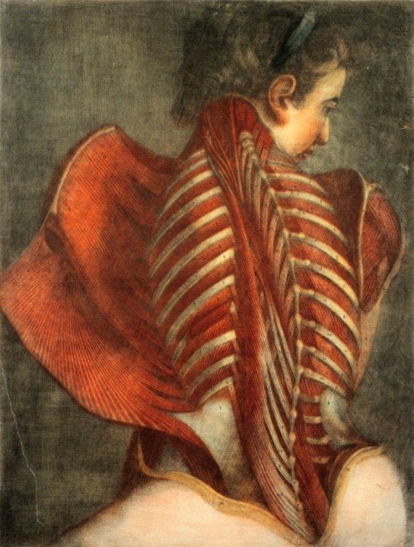 15. Anatomi iskelet sistemi, canlılar kemiklerden oluşmuştur eklem ve bağlarla birbirlerine tutturulmuş, çevreyi kaslarla sarılı dayanak veren yapıya denir.