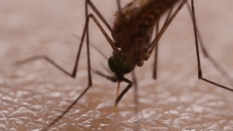 sivrisinek GİF ile ilgili görsel sonucu