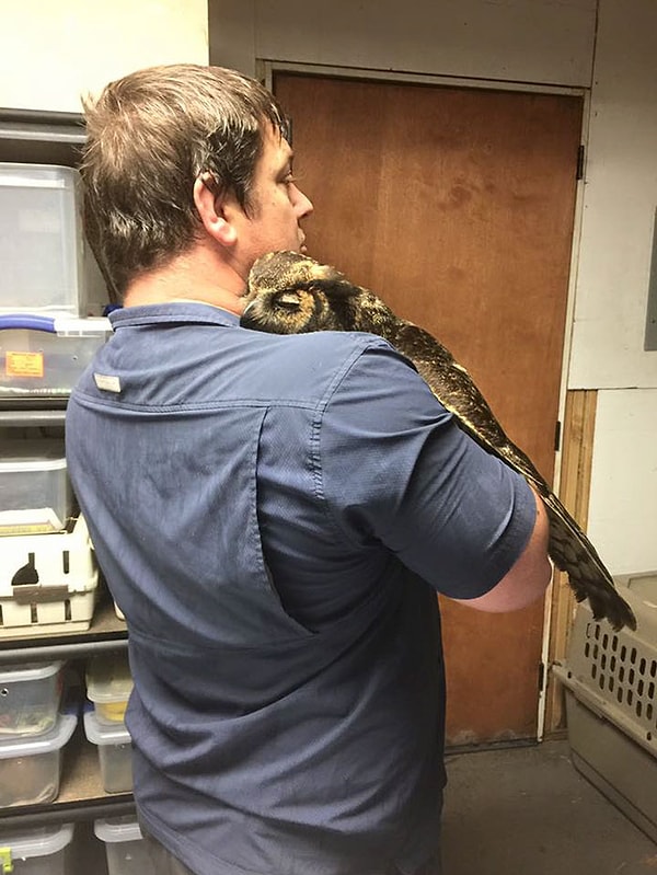 1. Сова была так благодарная своему спасителю, Дугласу, что не могла перестать обнимать его, когда мужчина вернулся из поездки