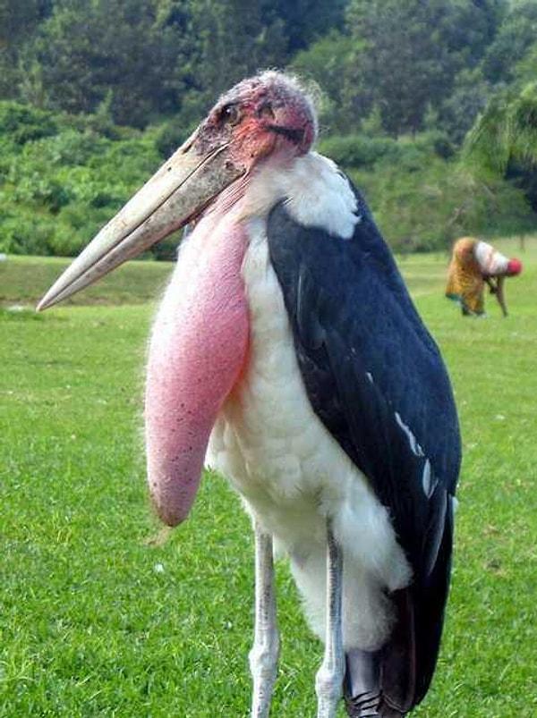 1. Marabou Stork