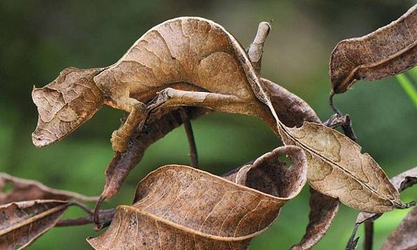 4. Satanic Leaf-Tailed Gecko