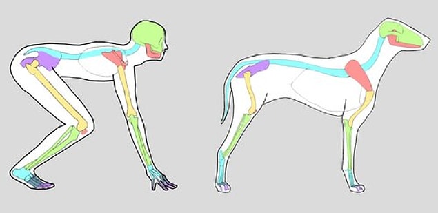 7. Köpekler, insanlardan çok daha yüksek frekansları duyabilir.