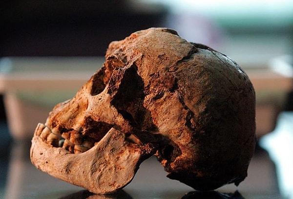 Kalıntılar adaya gelen Homo erectus türüne dayanıyor