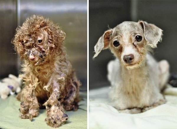 2. Малышка Бетти