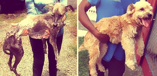 25 цепляющих за душу фото собак: до и после обретения дома