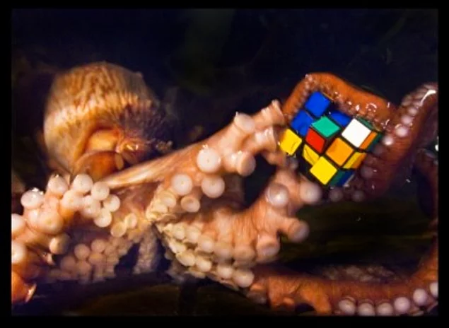 Octopuses love to play like all of us.