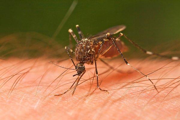 Sivrisineklerin insanlığa verdiği tek zarar zaman zaman kolumuzdan bacağımızdan aldıkları ısırıklar değil.