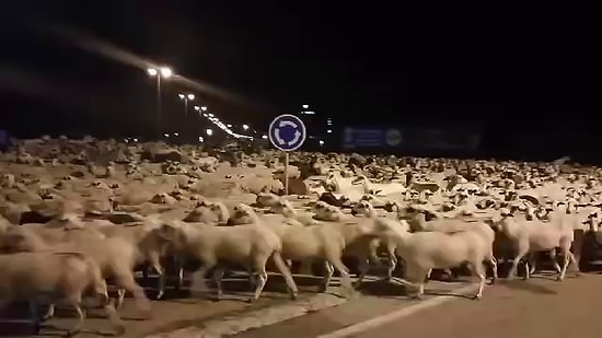 Çobanı Uyutup Geceye Akan Alemci Koyunlar