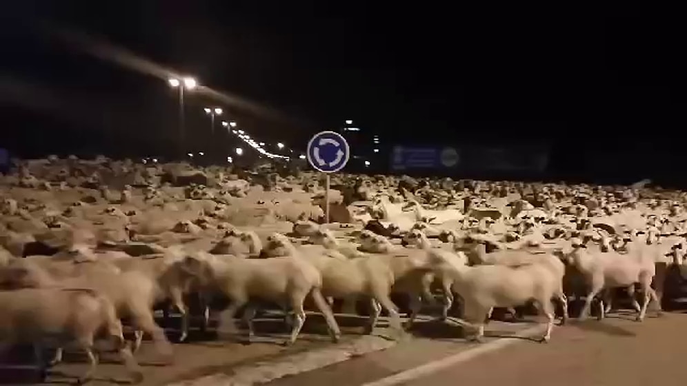 Çobanı Uyutup Geceye Akan Alemci Koyunlar