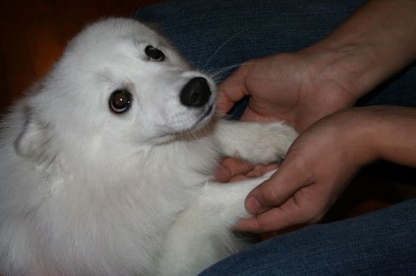 13. Если поездка с собакой невозможна, отказываетесь от поездки.