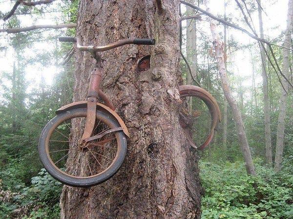 2. 1914 yılında 1. Dünya Savaşı öncesi sahibi tarafından önce ağaca zincirlenmiş bir bisiklet.