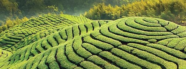 2. Bütün çay çeşitleri tek bir bitkiden elde edilir.