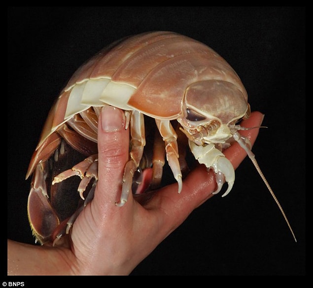 3. Anomalocaris