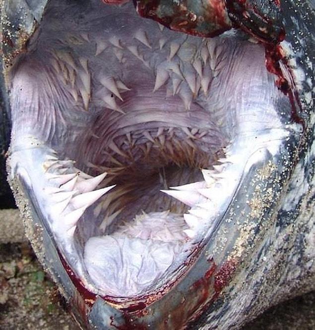 20. Leatherback Sea Turtle