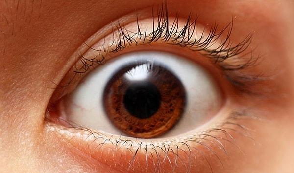 1. Gözlerimiz yaşam boyu aynı büyüklüktedir fakat burun ve kulaklarımızın büyümesi hiçbir zaman durmaz.