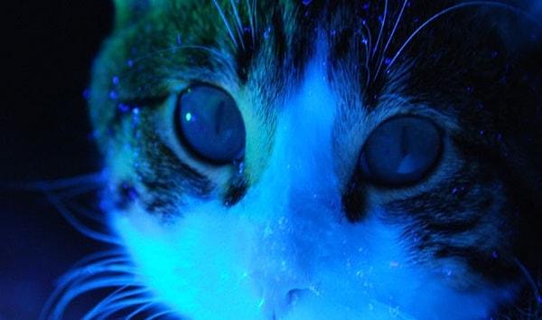 2. Kedi idrarı mor ışık altında parlar.