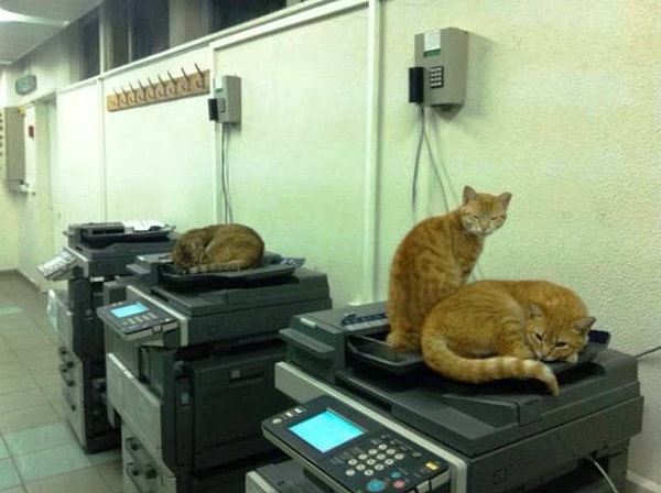 8. "Никаких копий! Иди отдыхай!"