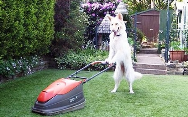 16. "Иди полей цветы, я постригу газон"