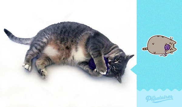 1. Кошка играет с клубком.