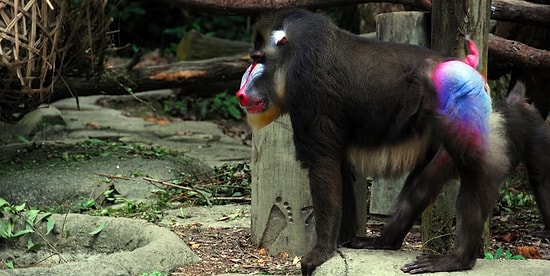 23 жутко интересных факта о самой выпуклой части тела, пятой точке