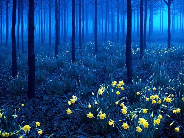 8. Black Forest, Germany