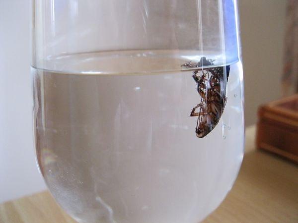 3. Bir hamam böceği 40 dakika nefesini tutabilir.