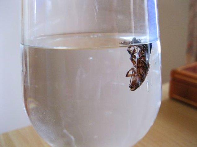 3. Bir hamam böceği 40 dakika nefesini tutabilir.