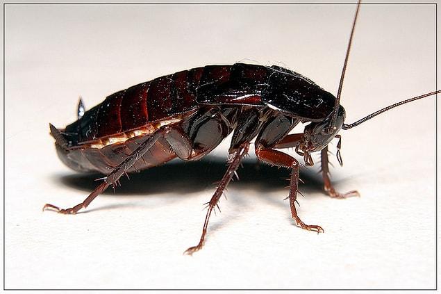 12. Türkiye'nin endemik türü Doğu Hamam Böceği'dir.
