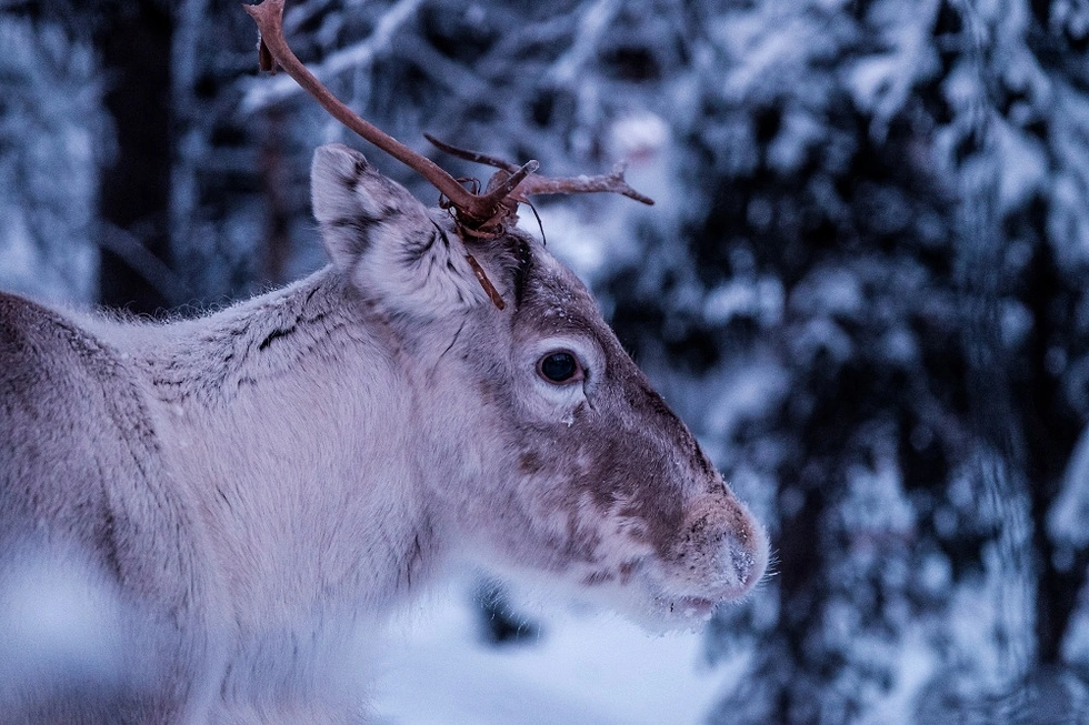 Finlandiya
