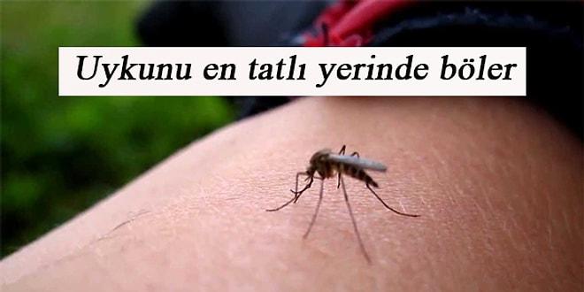 17 Maddeyle İnsanın Canını Bunaltıcı Sıcaklardan Daha Çok Sıkabilecek Tek Şey: Sivrisinek