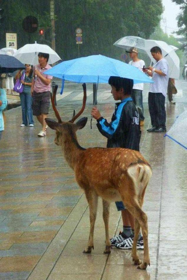 8. This kid in Japan shares his umbrella with a gazelle.