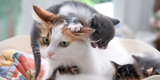 12 животных, познавших всю радость материнства