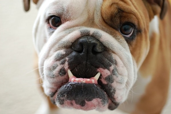 8. Оценщик запаха изо рта собаки