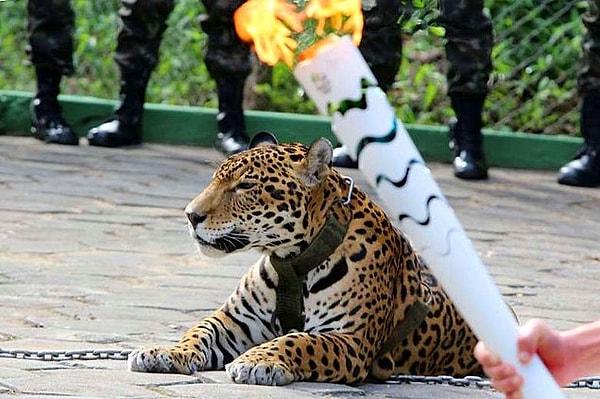 Son bir ay içerisinde öldürülen hayvanlara göz atalım: Brezilya'da olimpiyat kutlamaları dahilinde öldürülen nesli tükenmekte olan Jaguar...