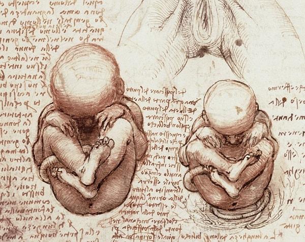 18. Rahim ve embriyonun gelişim evresi üzerine yazı ve çizimler.