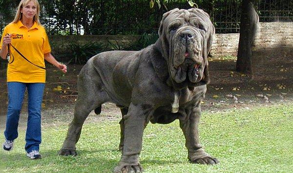 6. Bu Mastiff cinsi köpek Amerikalı, üstelik dünyanın en büyük köpeklerinden biri