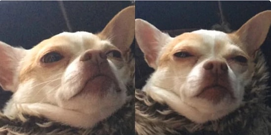 Веселые собаки расскажут вам, что случается с женщинами во время менструации