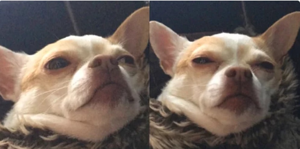 Веселые собаки расскажут вам, что случается с женщинами во время менструации