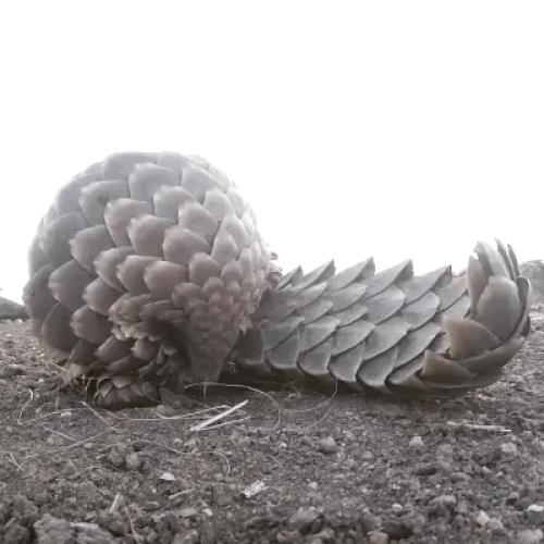 Memeli bir kozalak; Pangolin! 😍😌