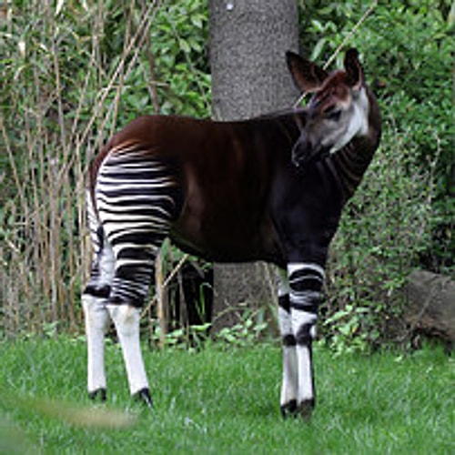 Okapi, modifiye arabaları andırsa da tam bir minnoş!