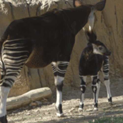 Okapi, modifiye arabaları andırsa da tam bir minnoş!