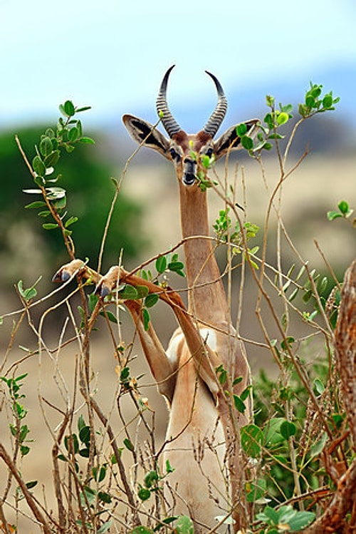 Zürafamsı geyik 'gerenuk.' Endamı yetiyor.