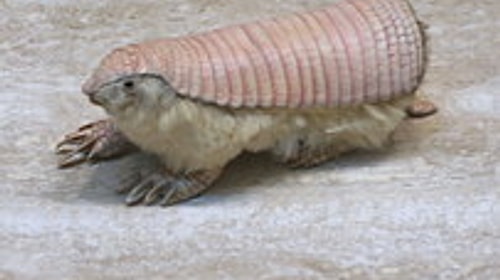 Pembe armadillo, canlanmış bir jel tırnak sanki! 😂😂