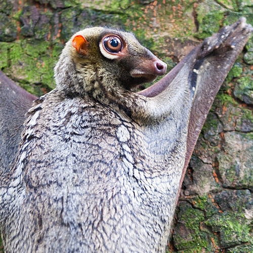 Uçan lemur ama kedimsi sincap filan da olabilir. Tanıdık hayvanlara çok mu takılıyoruz?