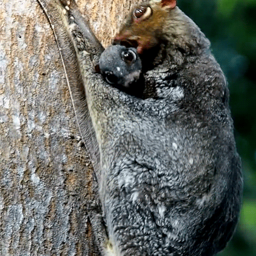Uçan lemur ama kedimsi sincap filan da olabilir. Tanıdık hayvanlara çok mu takılıyoruz?