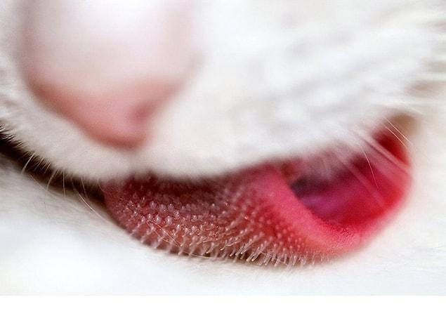 8. Cat’s tongue