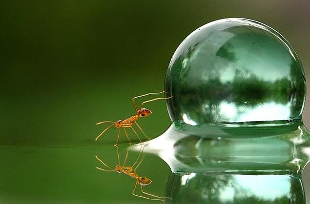 14. Ant and a water drop