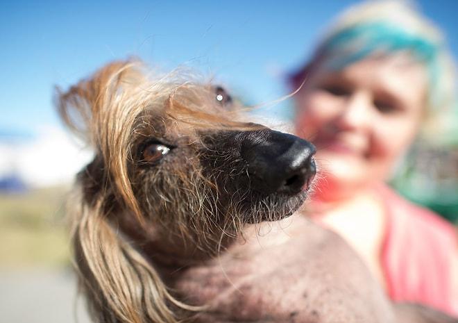 Tam 28 Yıldır Tekrarlanan "Dünyanın En Çirkin Köpeği" Yarışmasından Haberiniz Var mı?